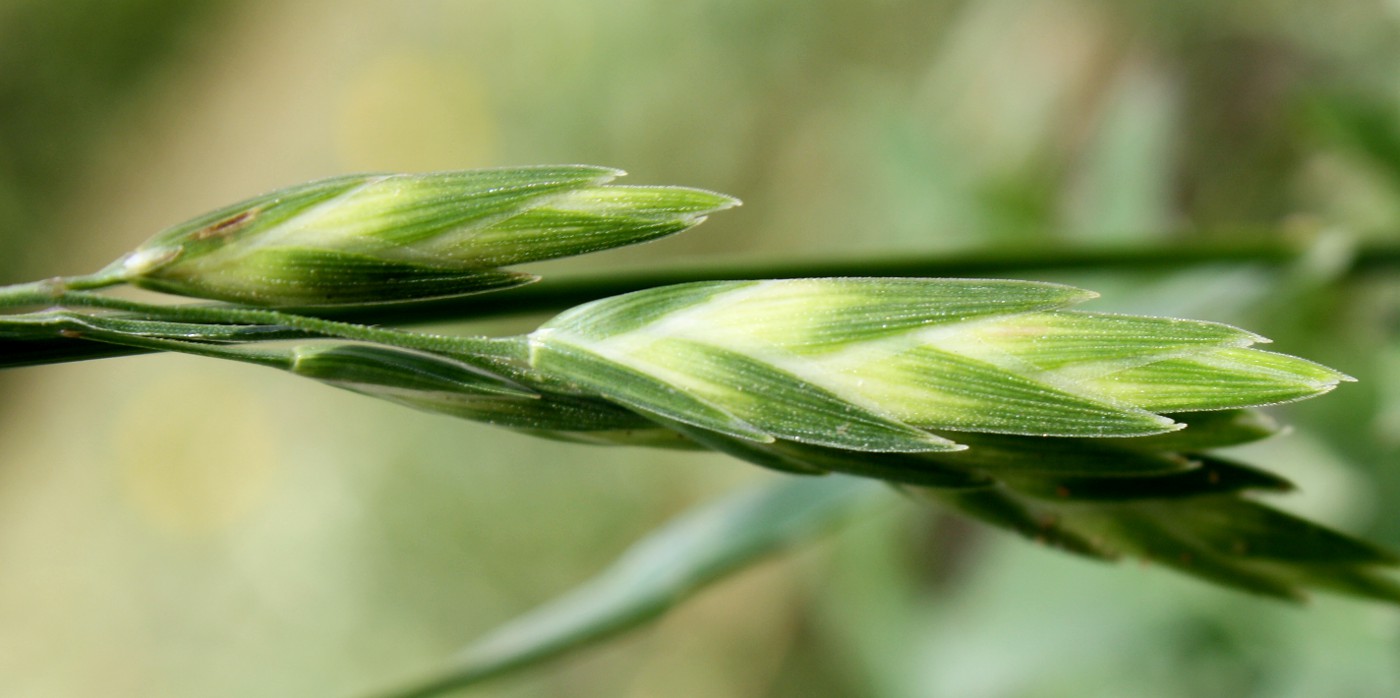 Изображение особи Ceratochloa cathartica.