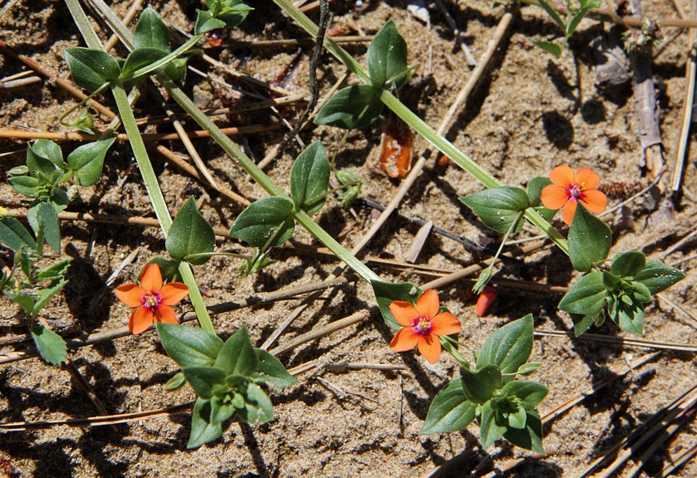 Image of Anagallis arvensis specimen.