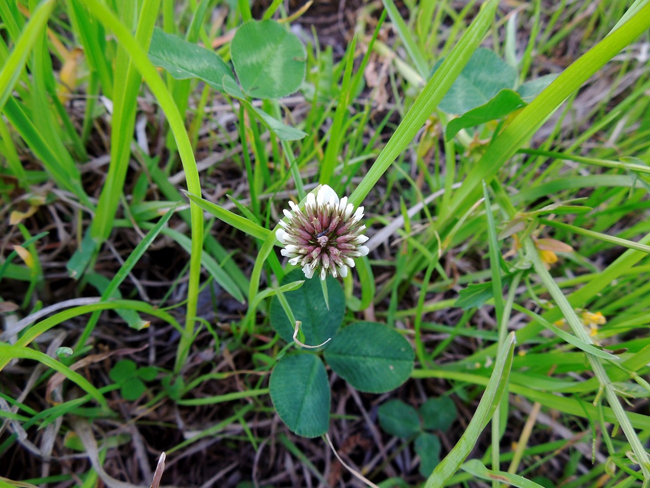 Image of Trifolium repens specimen.