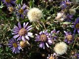 Aster bessarabicus