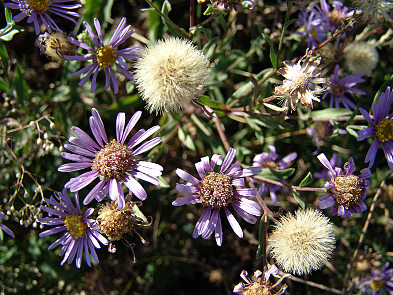 Изображение особи Aster bessarabicus.