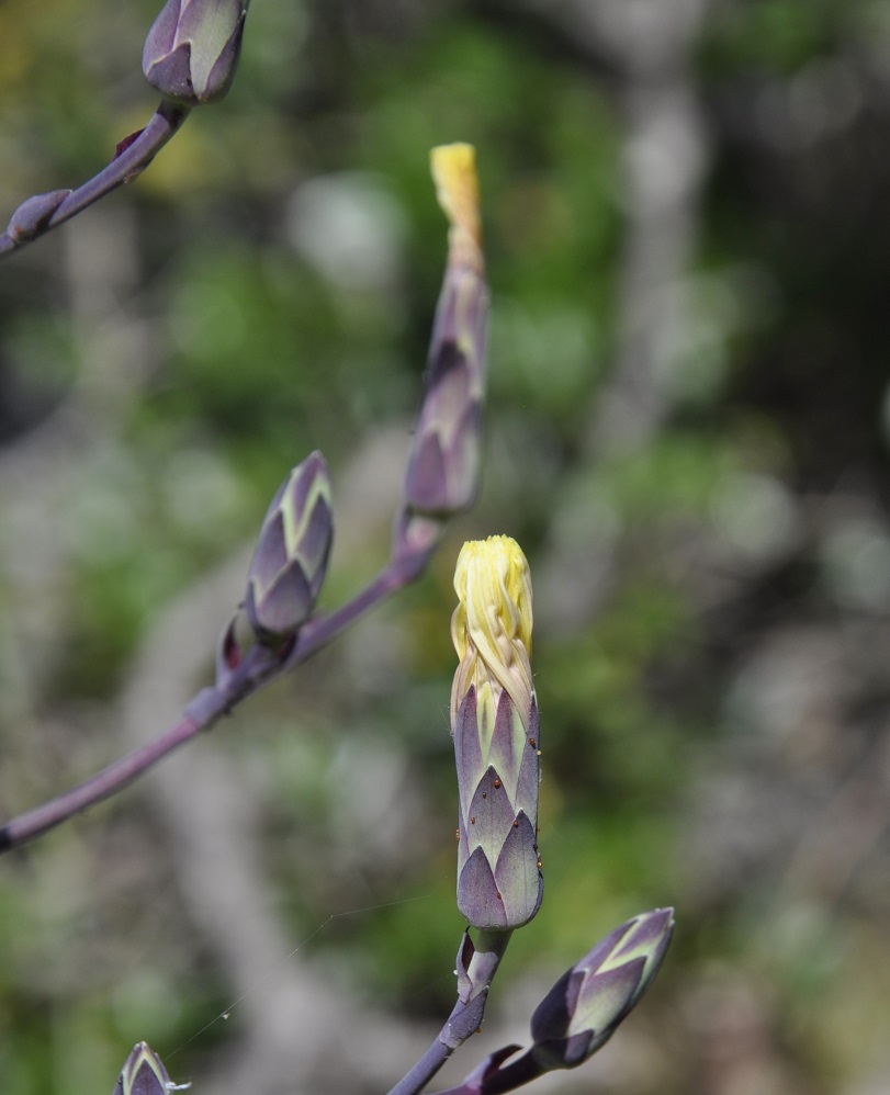 Изображение особи Lactuca tuberosa.