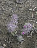 Stachys lavandulifolia. Цветущее растение. Азербайджан, Лерикский р-н, окр. пос. Госмальян. 03.05.2014.