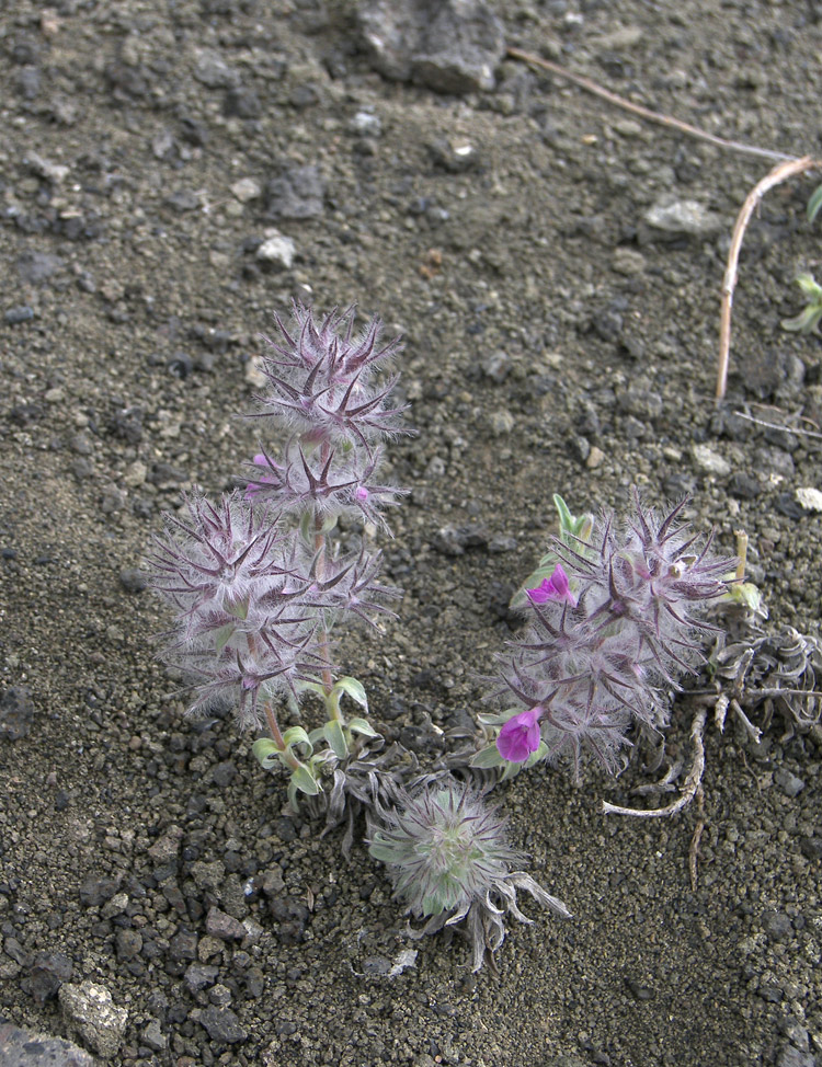 Image of Stachys lavandulifolia specimen.