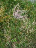 Pulsatilla scherfelii. Верхушка плодоносящего растения. Украина, Закарпатская обл., Раховский р-н, хр. Черногора, субальпийский луг на южном склоне Говерлы, 1900 м н.у.м. 16 июля 2007 г.
