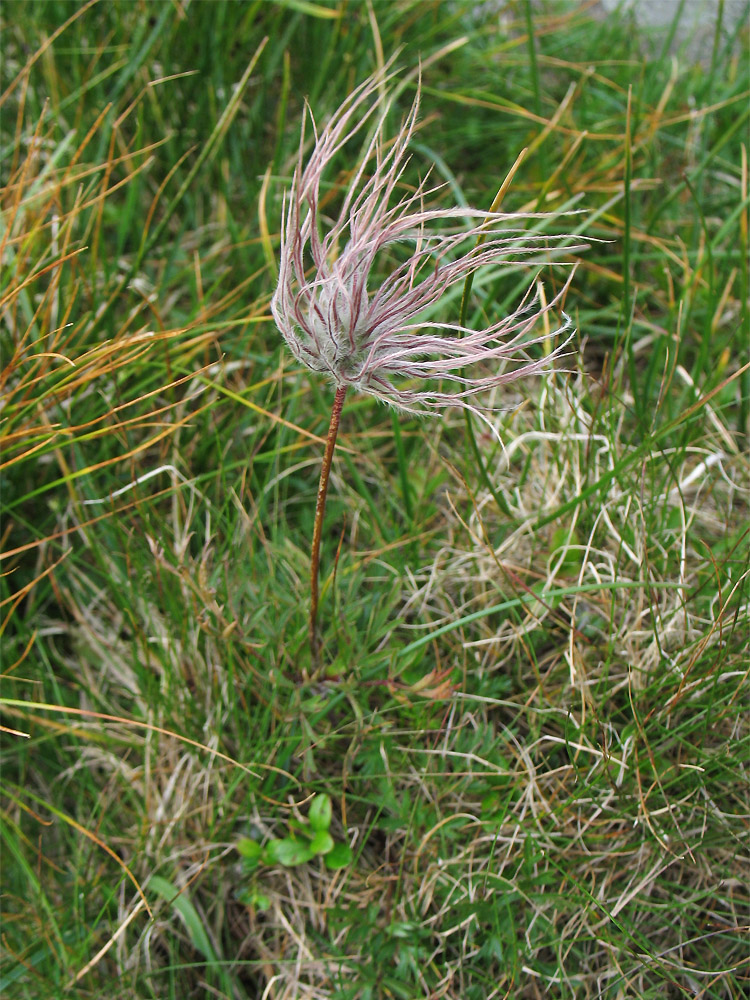 Изображение особи Pulsatilla scherfelii.