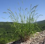 Brachypodium rupestre