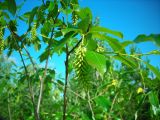 Salix pentandra. Побеги с соплодиями. Удмуртия, Якшур-Бодьинский район, окрестности д. Селычка, зарастающие дюны. 11.07.2009.