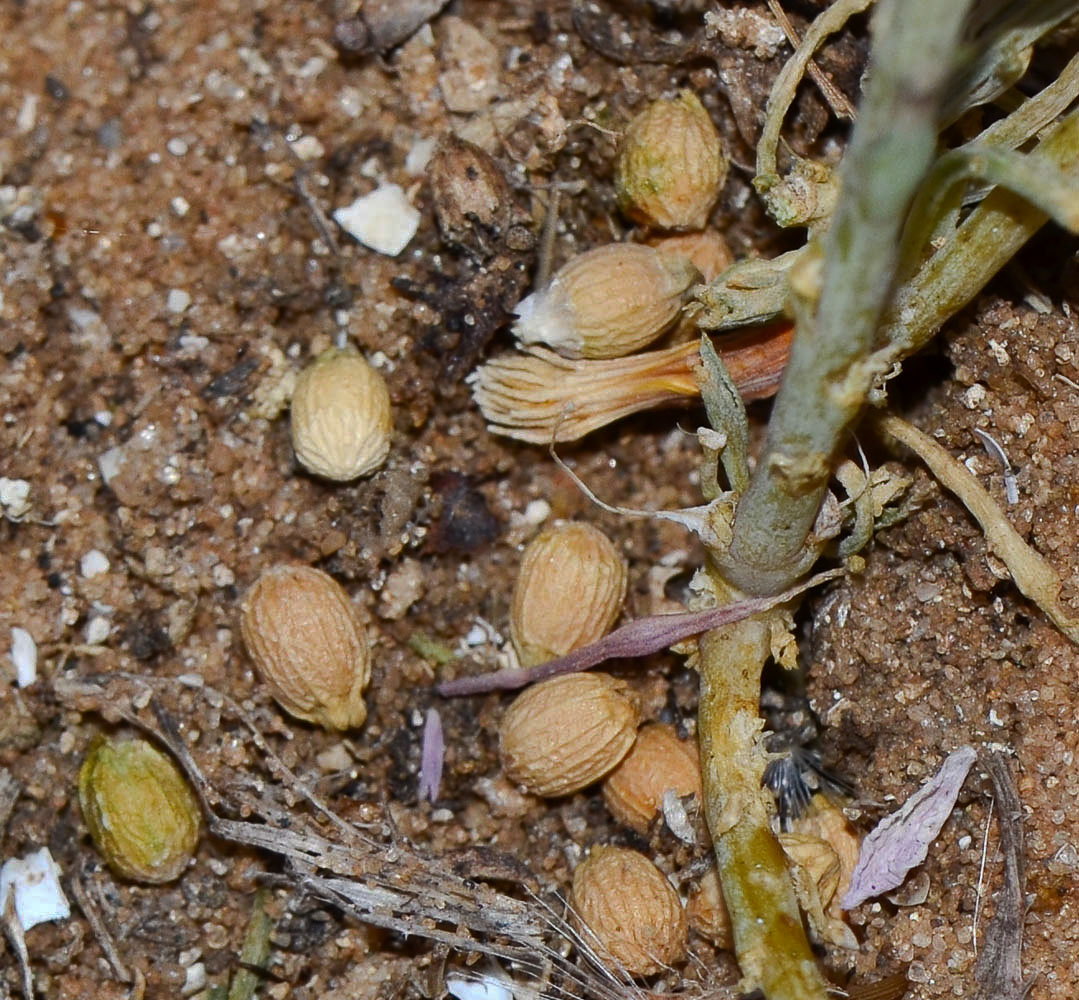 Image of Thesium humile specimen.