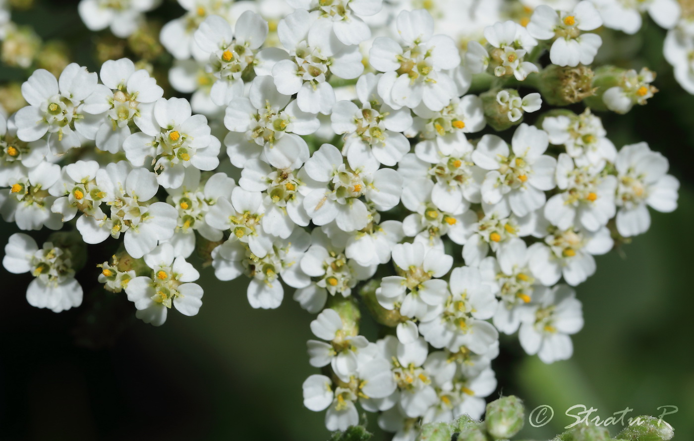 Image of Achillea millefolium specimen.