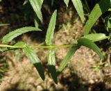 Epilobium tetragonum