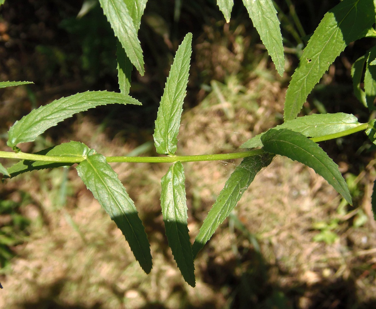 Изображение особи Epilobium tetragonum.