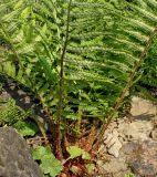Dryopteris filix-mas. Нижняя часть спороносящего растения. Германия, г. Дюссельдорф, Ботанический сад университета. 03.06.2014.