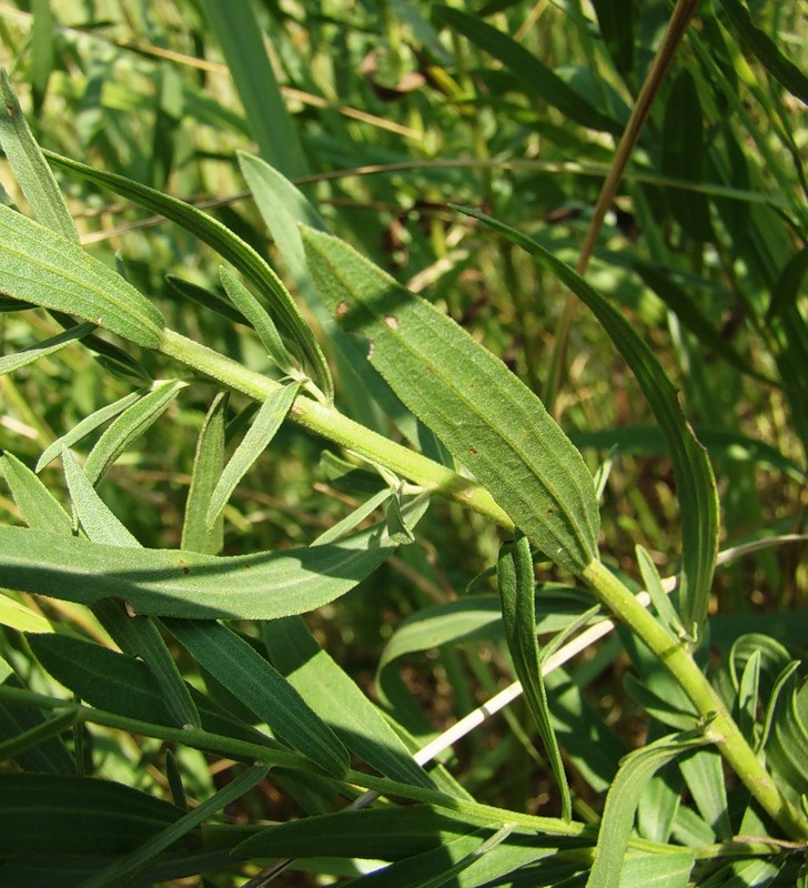 Изображение особи Galatella dracunculoides.