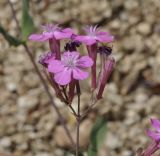 Silene armeria