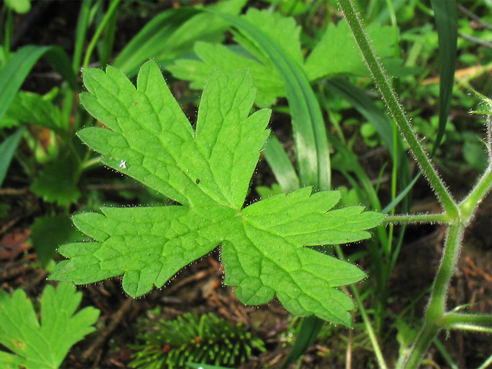 Изображение особи Geranium bohemicum.