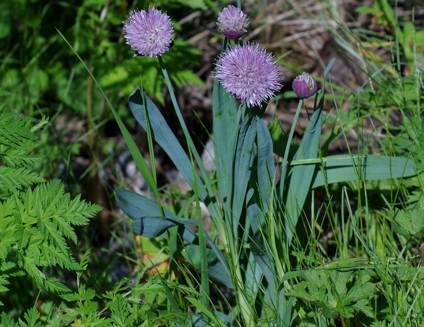 Изображение особи Allium platyspathum.