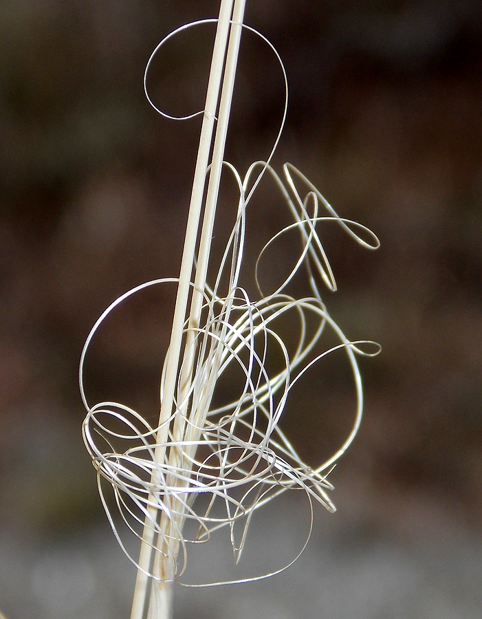 Изображение особи Stipa capillata.