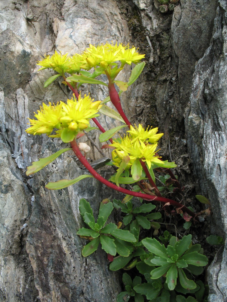 Изображение особи Aizopsis hybrida.