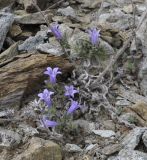 Campanula lingulata