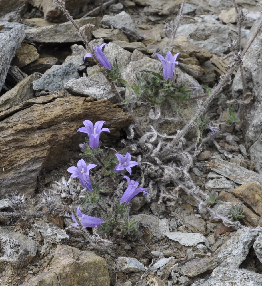 Image of Campanula lingulata specimen.