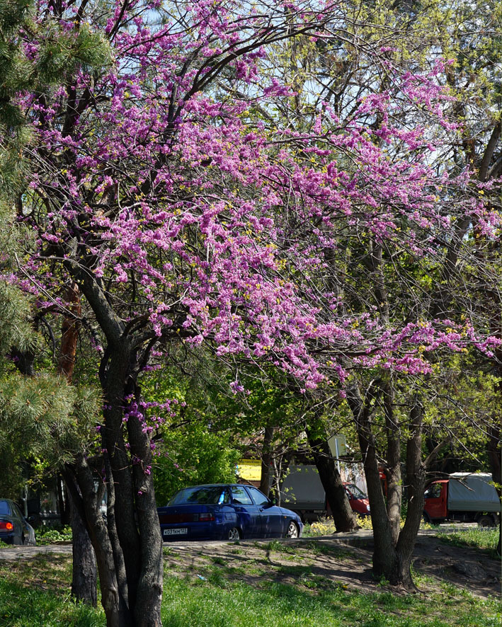 Image of Cercis canadensis specimen.