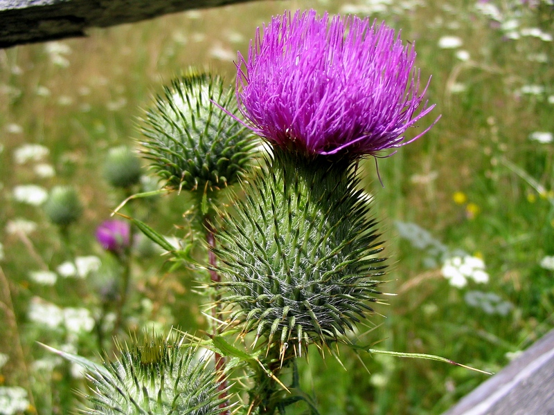 Image of Cirsium vulgare specimen.