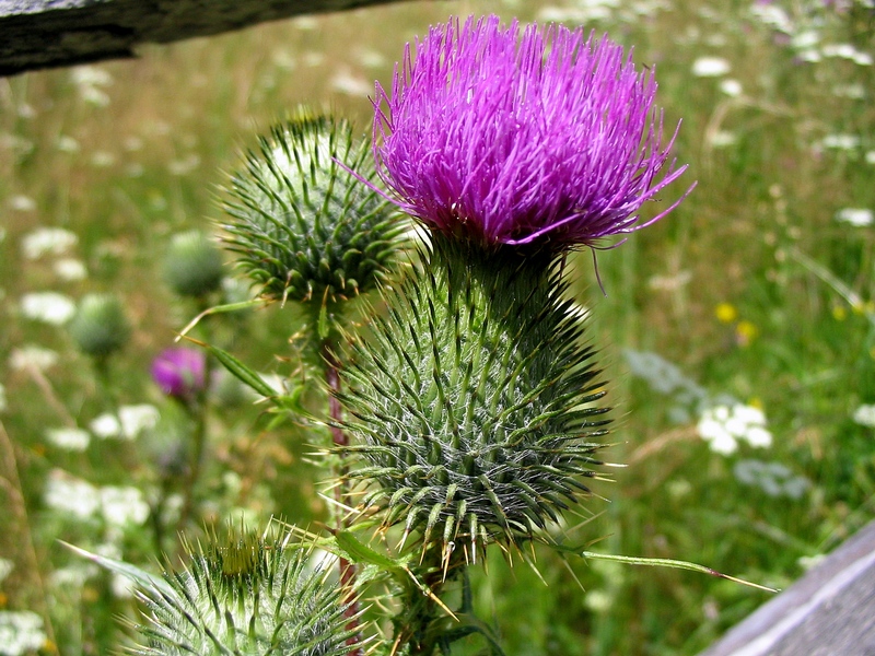 Изображение особи Cirsium vulgare.