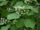 Catalpa ovata. Побег с соцветием. Белгородская обл., пос. Борисовка, дендрарий заповедника. 28.06.2009.
