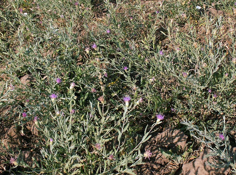 Image of Acroptilon repens specimen.