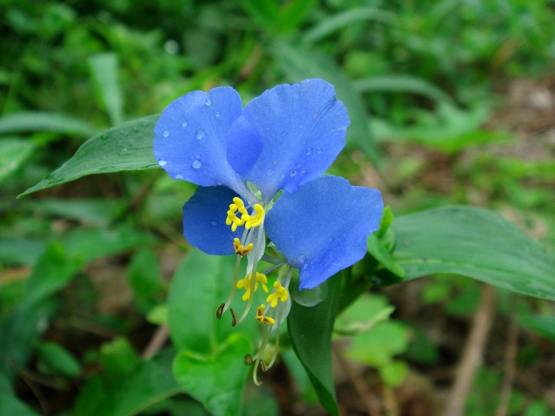 Image of Commelina communis specimen.