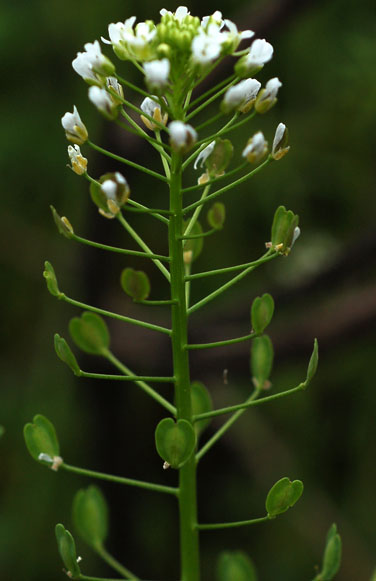 Image of Thlaspi arvense specimen.