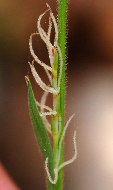 Image of Carex campylorhina specimen.