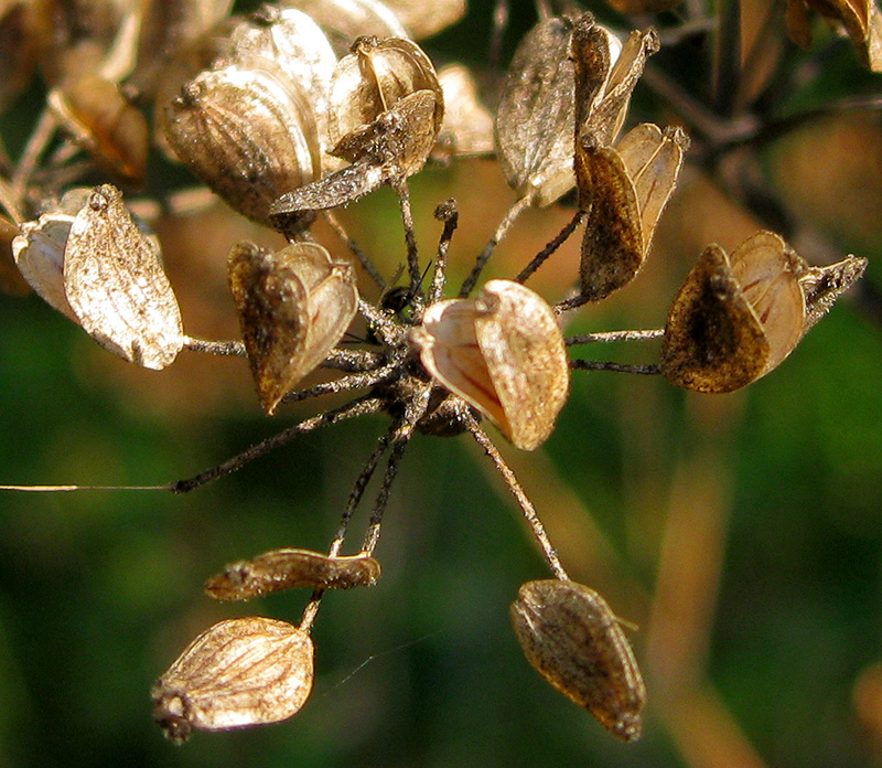 Image of Pastinaca sativa specimen.