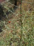 Asparagus officinalis. Средняя часть растения со зрелыми плодами. Крым, Сасыкская пересыпь. 6 сентября 2009 г.
