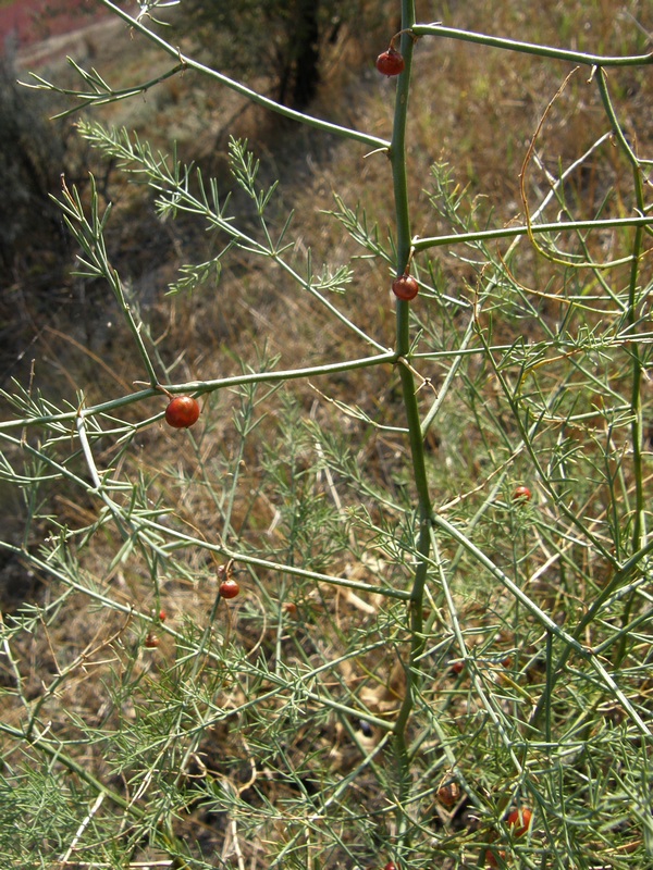 Изображение особи Asparagus officinalis.