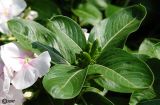 Catharanthus roseus