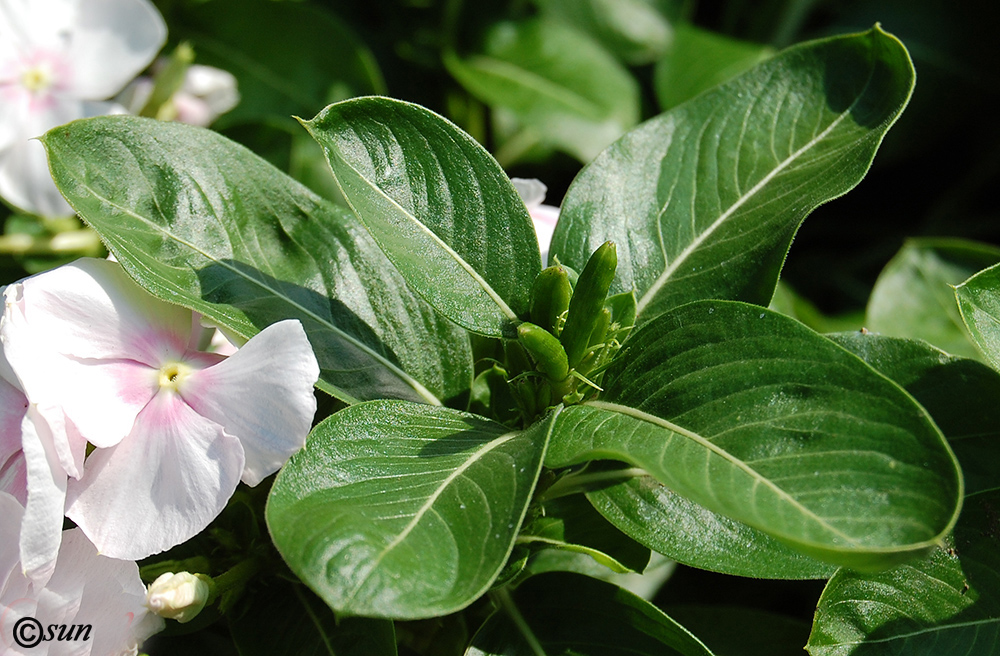 Image of Catharanthus roseus specimen.
