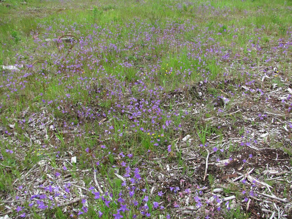 Image of Campanula patula specimen.