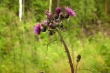 Cirsium palustre. Верхушка цветущего растения. Новгородская обл., Боровичский р-н, лес западнее г. Боровичи, заболоченная просека под ЛЭП. 11.07.2015.