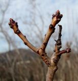 Cotinus coggygria