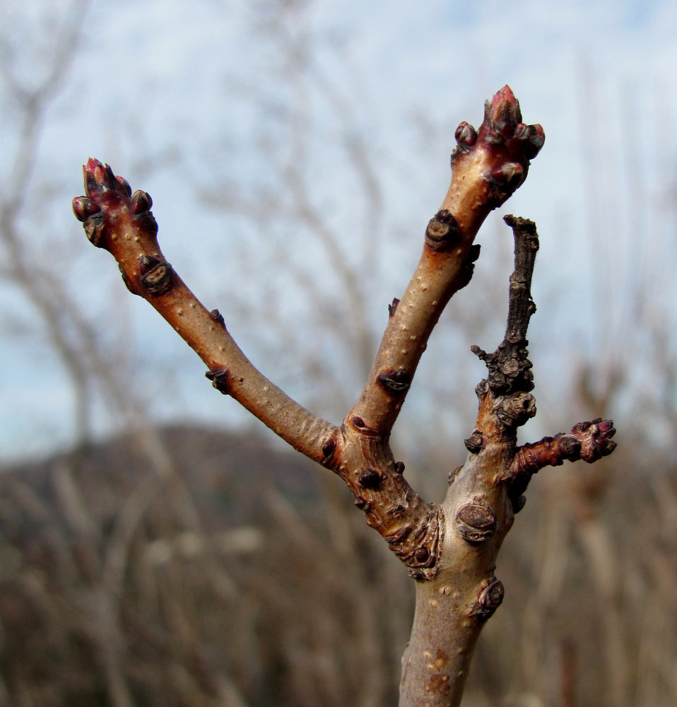 Изображение особи Cotinus coggygria.