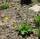 Ranunculus oreophilus. Цветущее растение. Краснодарский край, хр. Аибга, ≈ 2300 м н.у.м., каменистое место. 09.07.2015.