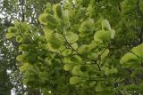 Magnolia denudata