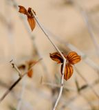 Helianthemum sancti-antonii