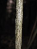 Image of taxon representative. Author is Евгений Захаров
