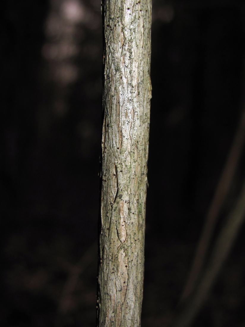 Image of Lonicera xylosteum specimen.