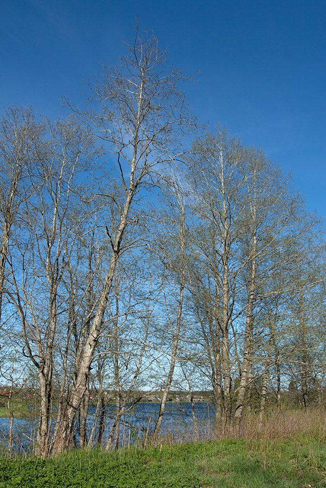 Image of Alnus incana specimen.