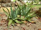 Aloe maculata. Вегетирующие растения. Испания, Андалусия, провинция Малага, г. Бенальмадена, озеленение. Август 2015 г.