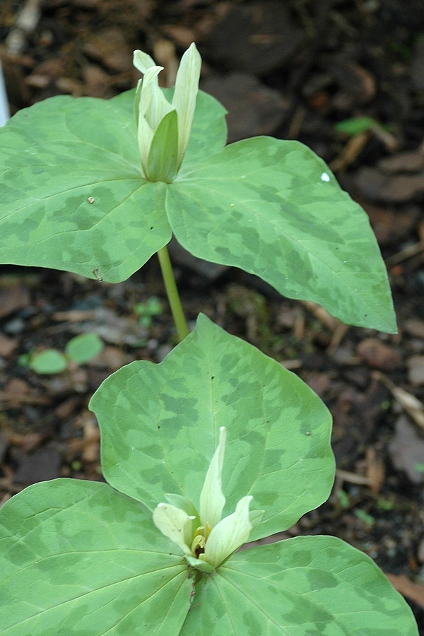 Изображение особи Trillium chloropetalum.